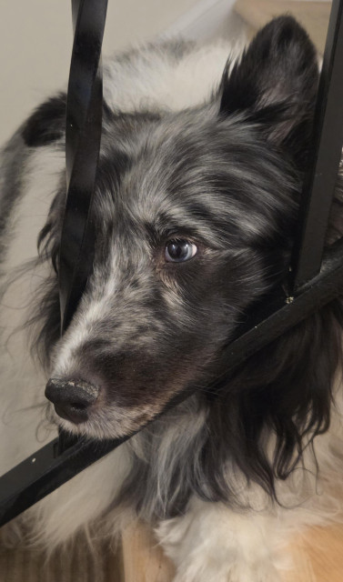 Phoebe, a six year old bi-blue Sheltie, hangs her head through the stair rails to encourage her pawrents to head to bed.