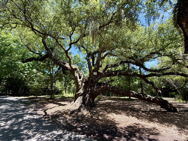 A twisted old Live Oak Tree is growing by a walking path. Its canopy creates dappled shade on the ground below it.