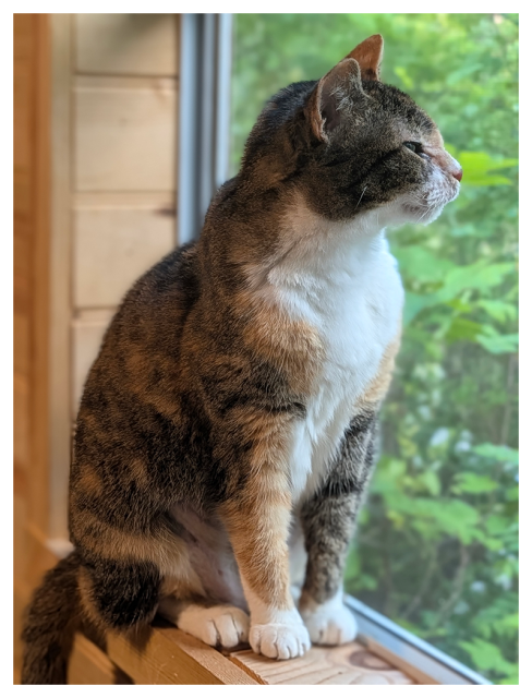 clost-up of a calico cat with green eyes and white markings sits on a wooden windowsill and looks out. the background is blurred, green forest.