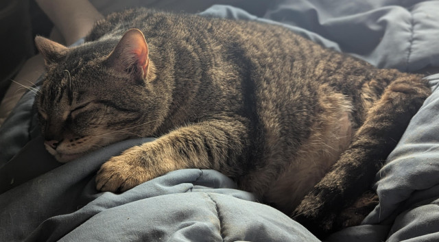 Waffles the three-legged, chonky, tabby cat, sleeping with his head and front paws on my leg.