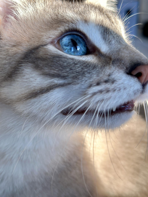 Close up profile photo of Doots, a one-eyed Lynx Point Siamese cat, showcasing his one brilliant azure blue eye. His tongue is visible between his teeth. 