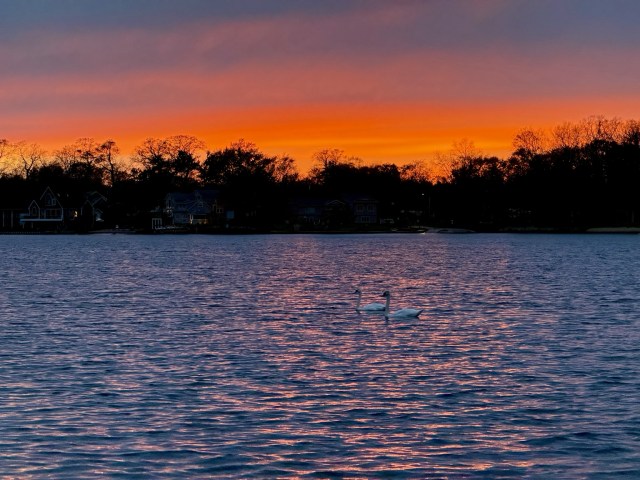 Sunset photograph of two swans on a lake in front of orange and blue clouds.