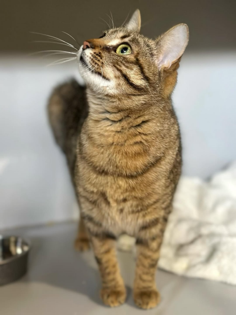 A sleek brown tabby cat with striking green eyes stands alert, gazing upward with curiosity, its striped fur and whiskers clearly defined against a soft indoor background.