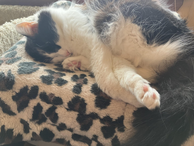 A medium-hair tuxedo cat, sleeping on a cat mat, the pink toe beans on two of his paws on display. 