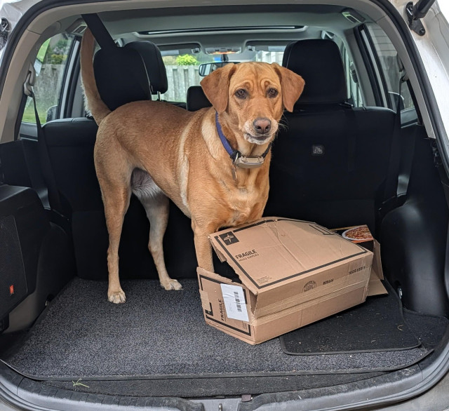 Summer is turning a box into a flat piece of cardboard. She is standing in the cargo compartment of a car. She is looking at me like I don't understand that she is busy and shouldn't be disturbed. 