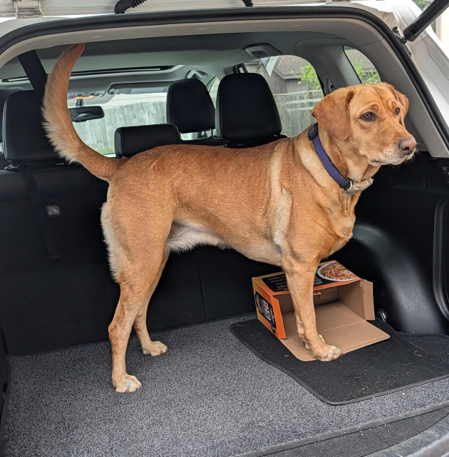 Summer is turning a box into a flat piece of cardboard. She is standing in the cargo compartment of a car. 