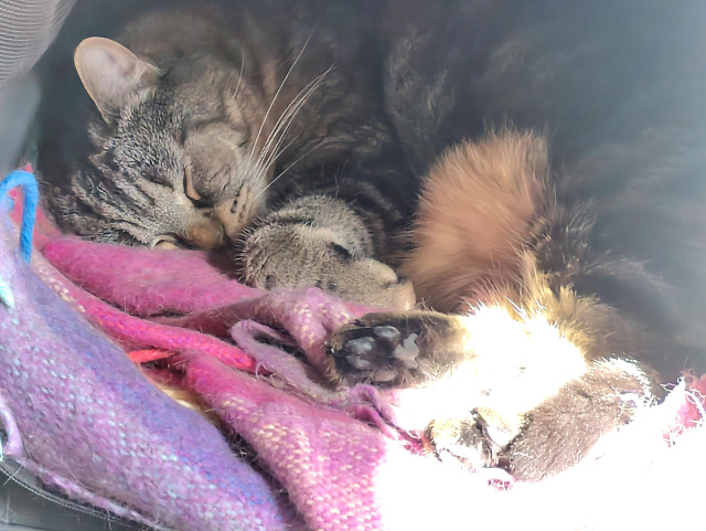 Katten Morris vilar i sin kattväska