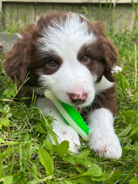 Closeup of a brown and white baby pupper splooting in the grass chewing on a bone 