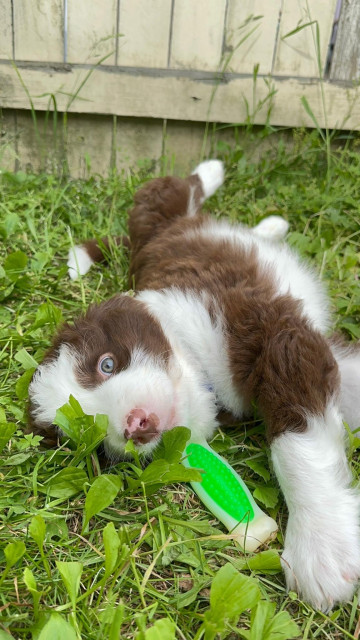 Closeup of a brown and white baby pupper belly up in the grass chewing on a bone 