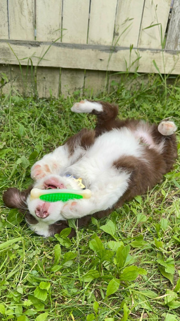 Closeup of a brown and white baby pupper belly up in the grass chewing on a bone 