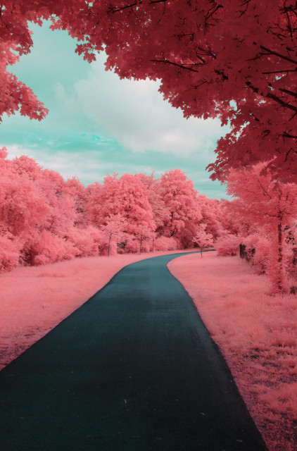 A vibrant photo down a concrete path. It is lined with pink grass and vibrant, almost glowing pink trees. It’s not flowers, but the entire foliage is bright pink. The visible path of sky is clouded and turquoise coloured 