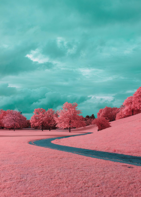 A dramatic photo down a curvy path in a park. It is lined with bright pink grass and leads to a row of bright pink trees. The sky is clouded, with dramatic turquoise patterns 