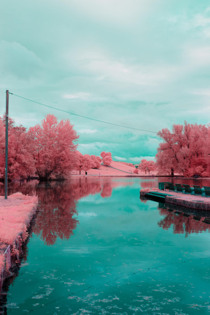 A photo down a deep turquoise lake towards a hilly park. All trees have bright pink foliage, the grass grows in the same tone. The sky is clouded and white to turquoise patterned. A powerline runs through the photo 