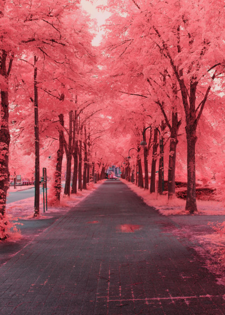 A photo down a bright red pink alley, its line with trees, roofed by leaves. Everything is obnoxiously pink, except for the concrete and tree bark 