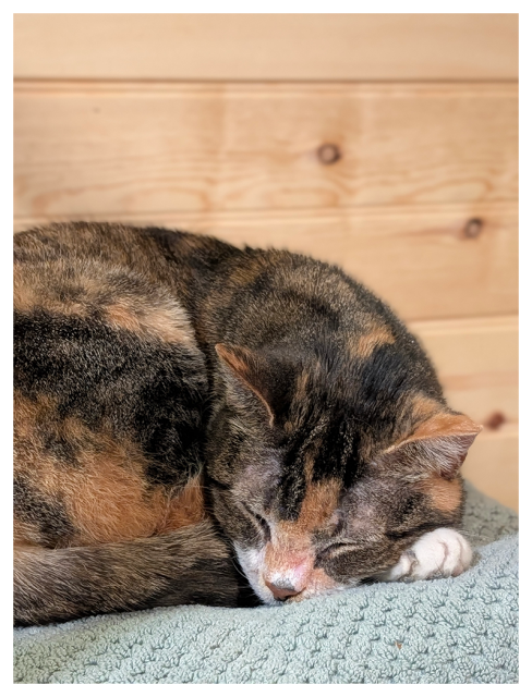 close-up of a calico cat with white markings curled up asleep on a mint green bath sheet on a unseen chair. the background is wood paneling. 