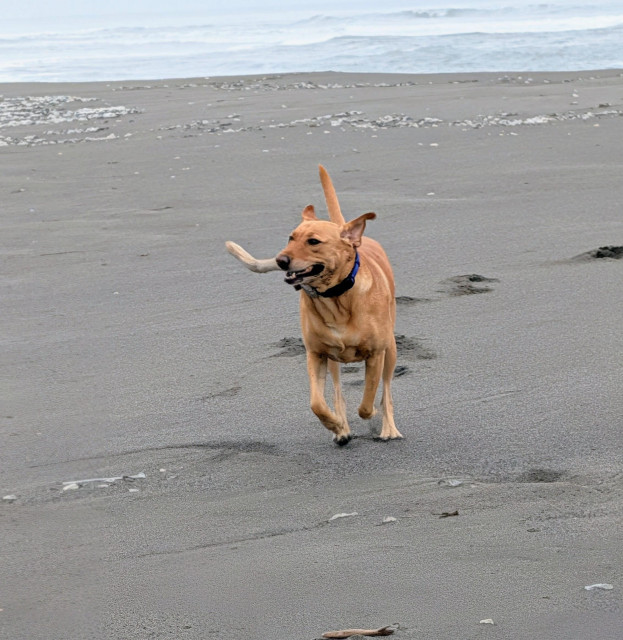 Golden lab is running on a sandy beach with a stick in her mouth. 