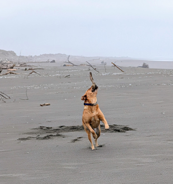 Golden lab is retrieving a stick on the beach. She is standing on her hind legs. 