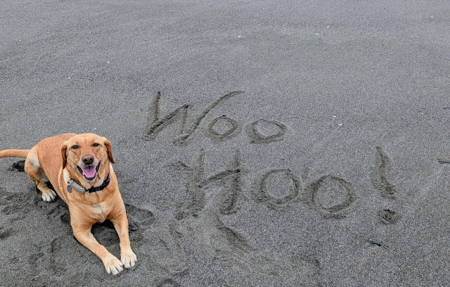 Golden lab is lying on the beach with the words woo hoo written in the sand next to her. 