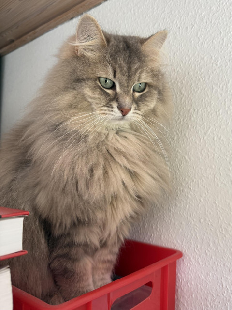 Closeup of a grey Siberian cat (Knold) sitting in a red plastic box close to the ceiling. He is looking intently at the carpenters he can see walking around outside. He is very fluffy, and his long white whiskers are very prominent.