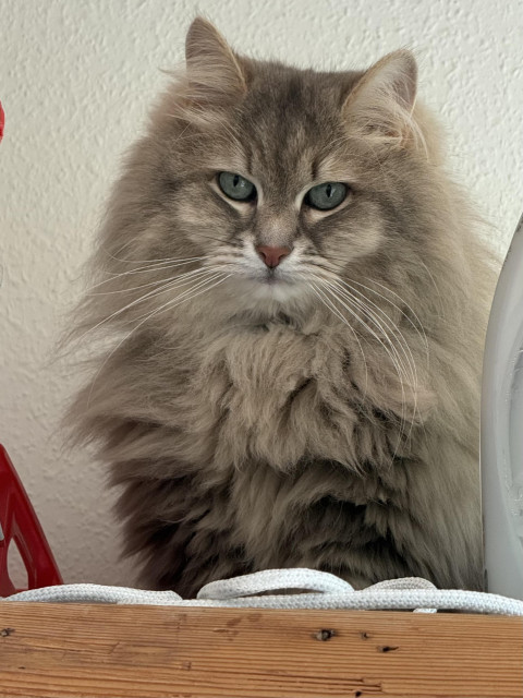Closeup of a grey Siberian cat (Knold) sitting on top of a cupboard. He is looking intently at the carpenters he can see walking around outside (the annoying photographer has placed herself right in front of him, obscuring the view). He is very fluffy, and his long white whiskers are very prominent.