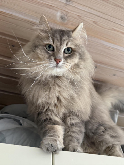 Closeup of a grey Siberian cat (Knold) standing on a white cupboard close to the ceiling. He is taking a break from monitoring the carpenters to look for other experiences, now that he is rudely confined to the upper floor. He is very fluffy, and his long white whiskers are very prominent.