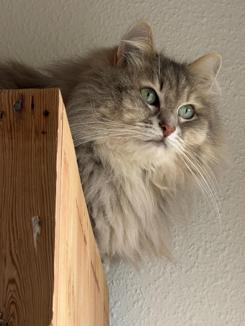 Closeup of a grey Siberian cat (Knold) lying on a cupboard. He is looking intently at the carpenters he can see walking around outside. He is very fluffy, and his long white whiskers are very prominent.