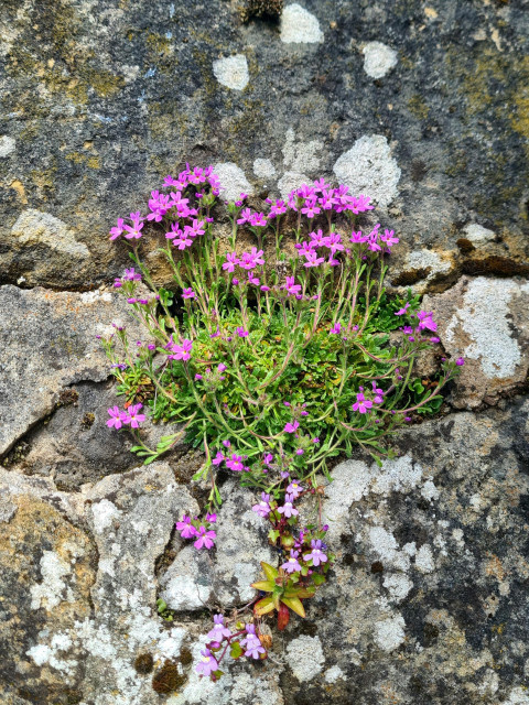A clump of small pink flowers growing in an old stone wall.