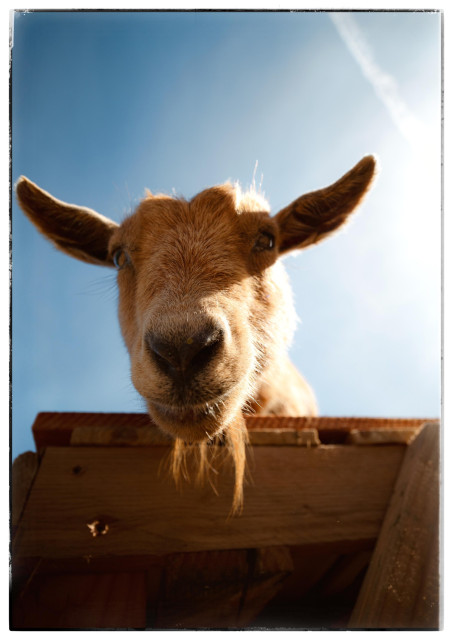 A super-close picture of a miniature goat leaning off a wooden platform, staring down at me. This golden haired kid with a beard is fascinated by her reflection in the wide-angled lens. Or hungry and looking for something to eat. Which right now describes me as well.