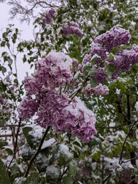 lilac blossoms from yesterday afternoon as the snow just started to accumulate. The flowers are nicely covered with snow hats.