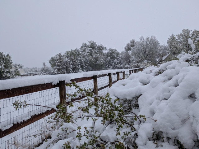 bushes, fenceline, and pasture all covered in snow