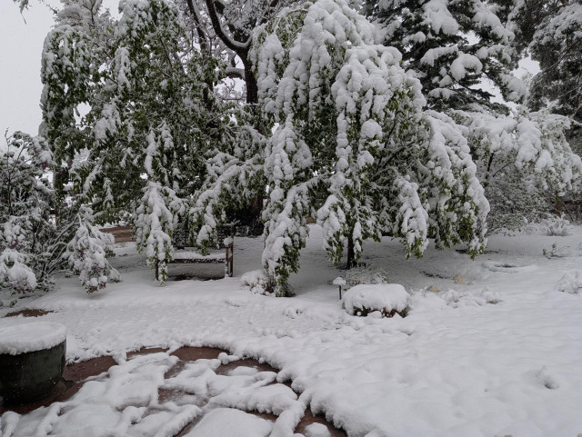 trees weighed down by snow