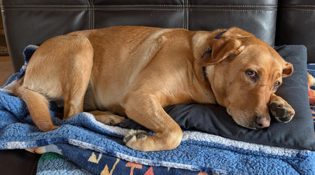 Golden lab is lying on her blue and white blanket and blue pillow on a sofa. She is ready for a nap. 