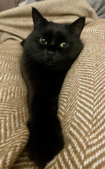 Black cat stretched out on a yellow blanket, just like his eyes which sparkle in the lamp light.