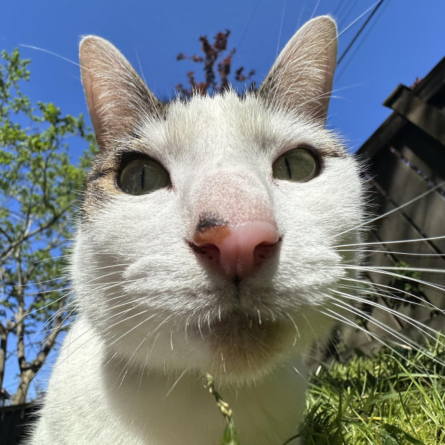 Close up of a white cat, and no, his amazing whiskers do not make his nose look big, you’re imagining it.