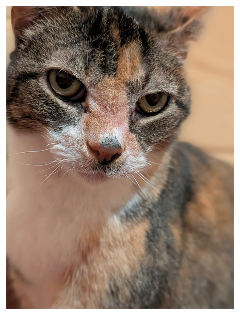 tight close up of a calico cat with white markings and greens eyes making contact. the background is wood-paneled wall.