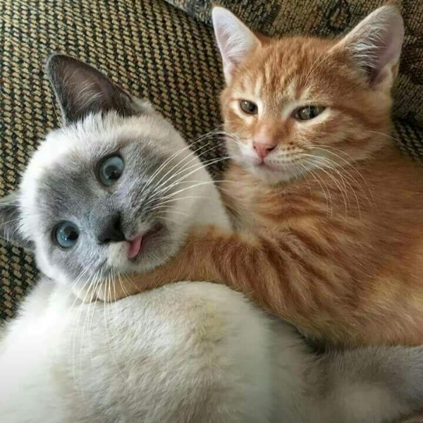 Two cats are snuggled together on a couch. The cat on the left is light-colored with blue eyes and has its tongue sticking out, while the cat on the right is an orange tabby with a peaceful expression.