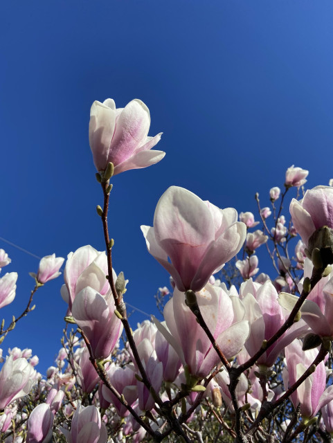 Looking up at a magnolia tree in full flower, with magnificent enormous flowers, pink at the base and white at the tips, against deep blue sky.