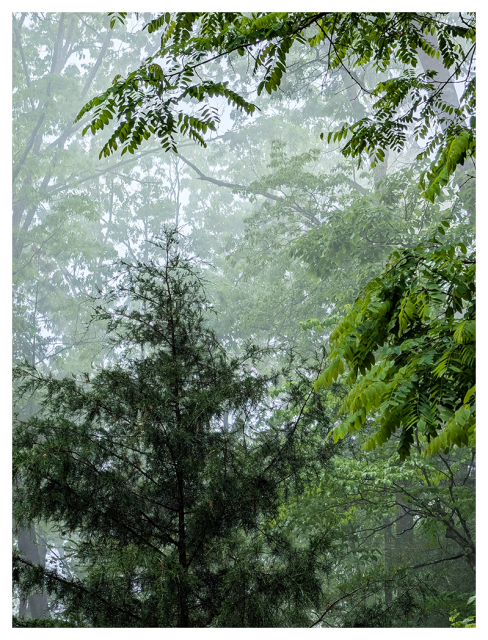ense green foliage and tree branches fill the scene, with fog creating a soft, hazy effect.