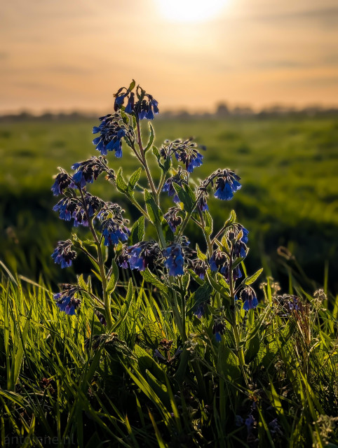 A flowering Symphytum caucasicum captured during the golden hour. The central focus is a cluster of bell-shaped, deep blue/purple flowers hanging from sturdy, hairy stems. The plant is situated in a lush green field, surrounded by tall blades of grass.

The background is a soft-focus (bokeh) expanse of green fields stretching toward a hazy horizon. The sun is a bright, diffused glow at the top of the frame, casting a warm, amber tone across the sky.
