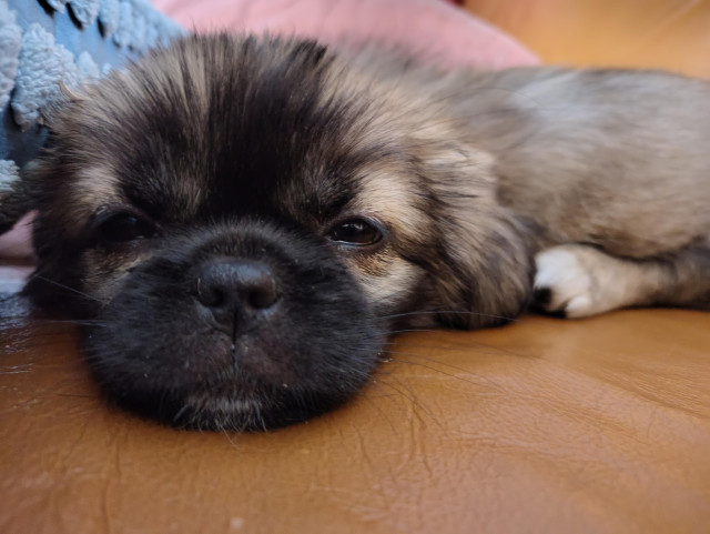 Puppy resting on leather couch. 