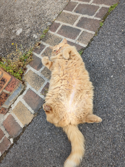 An orange cat is laying in his back