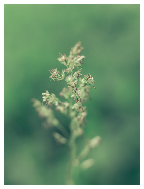 Ein zarter Grashalm mit kleinen, lockeren Samenständen, scharf fokussiert vor weichem grünem Bokeh.