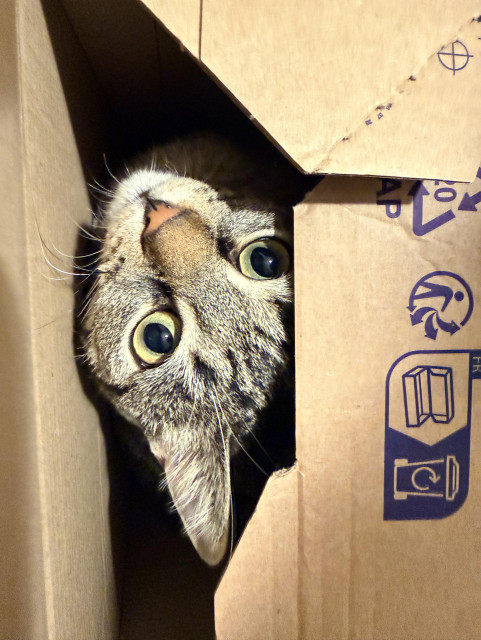 A curious cat peeks out of a cardboard box, featuring large, expressive eyes and a playful demeanor.