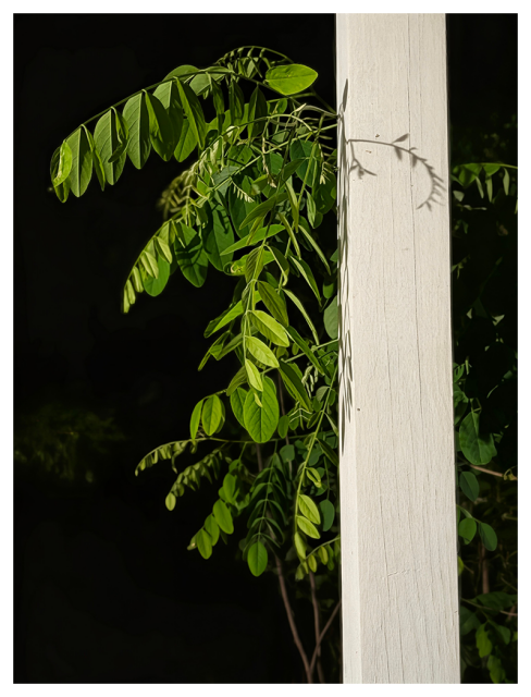 green leafy branch extends from behind a textured white wooden post, casting sharp shadows. the background is dark
