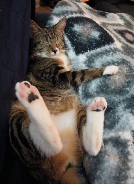 Our 8 month old brown tabby cat with white markings, named Pax, is sleeping on her back with her feet in the air.  Her tiny pink and black toe beans are showing.  She is clutching some grey and white blankets with a white mitten on her striped foreleg.