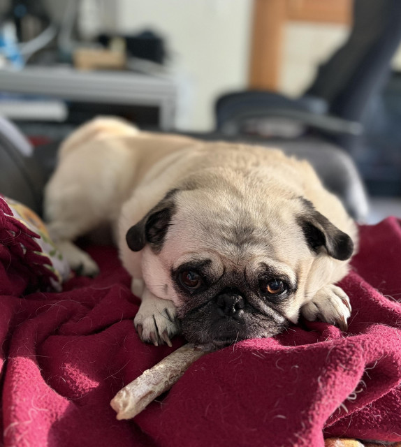A fawn pug named Phoebe is lying on a maroon blanket, face between her front paws, with her chin resting on a chewie; but don’t let her innocent looks fool you—she is pure, uncut evil with a single thought in her mind: “I will trip you at the top of the stairs and laugh in a Snoopy voice while you tumble all the way down”