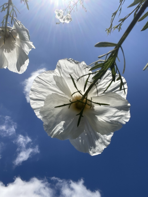 POV looking up at Romneya flowers. Soft white crinkled petals blend with clouds above in a blue sky. At top of frame, very distant blooms appear to merge with sunlight rays