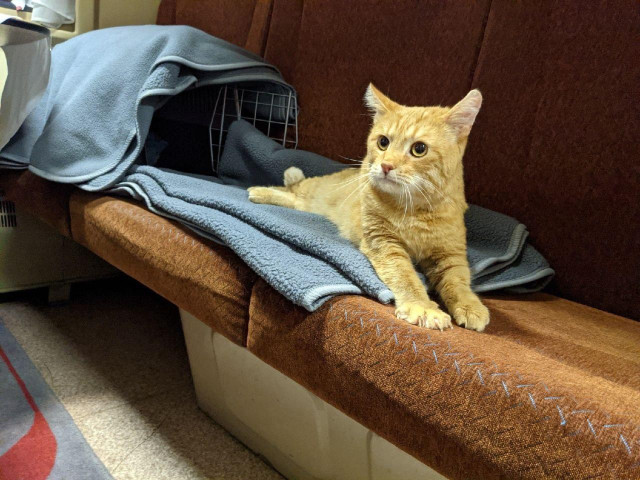 An orange tabby cat lies stretched out on a blue blanket on a brown train seat. The cat has large amber eyes and looks alert, with front paws extended toward the camera. A covered wire pet carrier sits behind the cat on the seat.