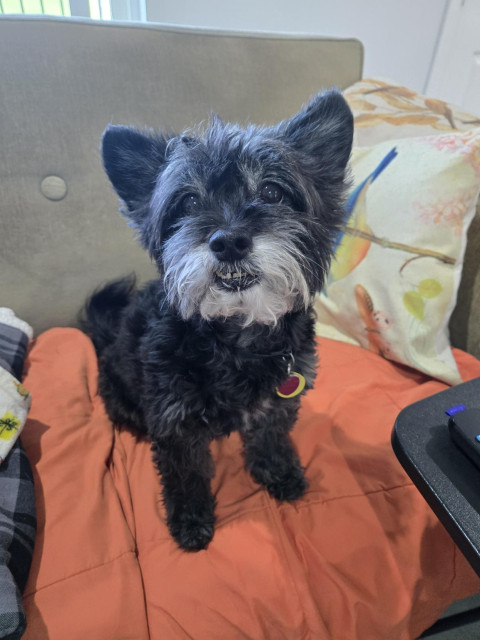 Fuzzy lil black dog sitting on an orange blanket on a green couch.