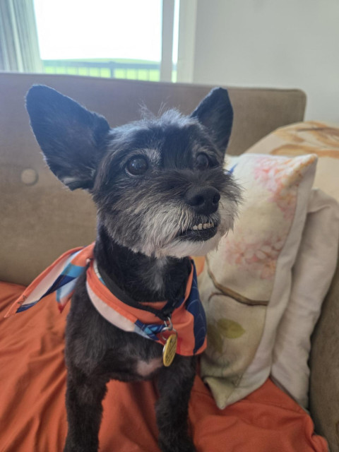 Post haircut, less fuzzy, sitting on an orange blanket on a green couch.